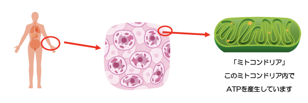 私たちの細胞は発電所<私たちはどうして動くことができるの？